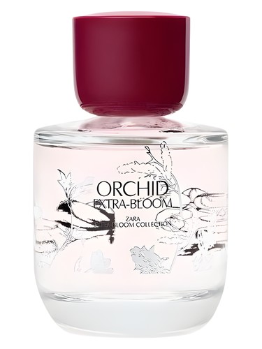 Orchid Extra-Bloom