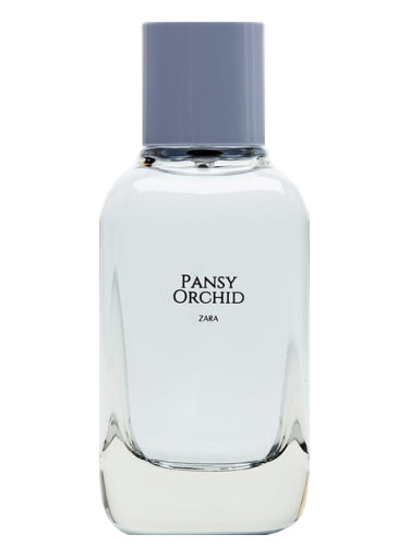 Pansy Orchid