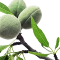 Grapefruit