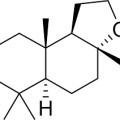 Grapefruit