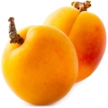 Grapefruit