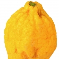 Grapefruit