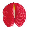 Grapefruit