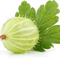 Grapefruit