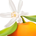 Grapefruit