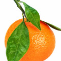 Grapefruit