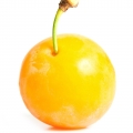 Grapefruit