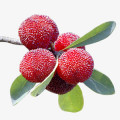 Grapefruit