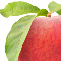 Grapefruit