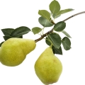Grapefruit