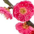 Grapefruit