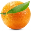Grapefruit