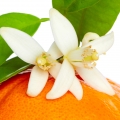 Grapefruit