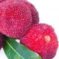 Grapefruit